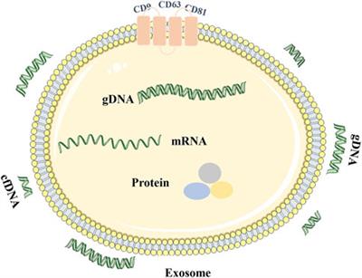 Roles of Exosome Genomic DNA in Colorectal Cancer